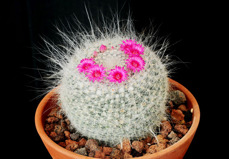 Mammillaria hahniana